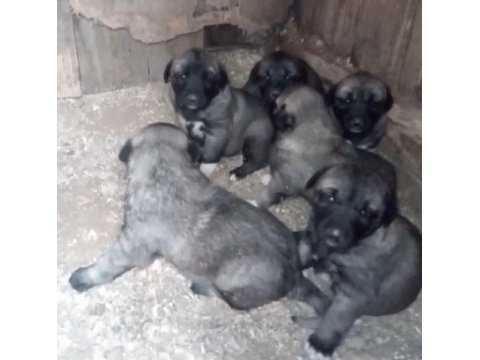 Kangal köpeği yavruları