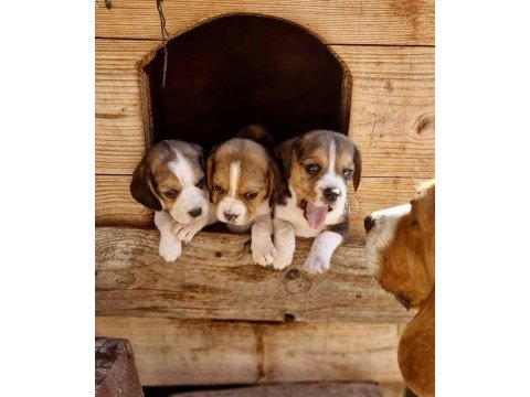 Safkan beagle bebekler