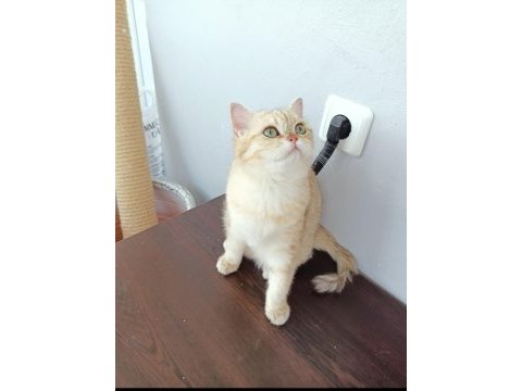 Ücretsiz scottish straight golden tabby dişi