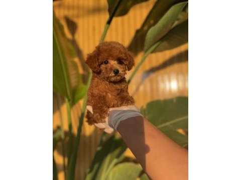 Toy poodle bebekler referans yavru