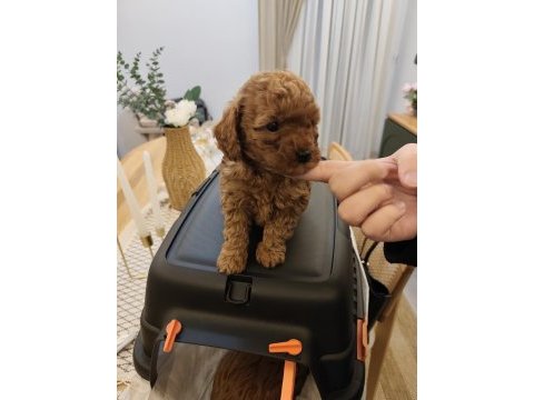 Teacup maltipoo yavrular eskişehir