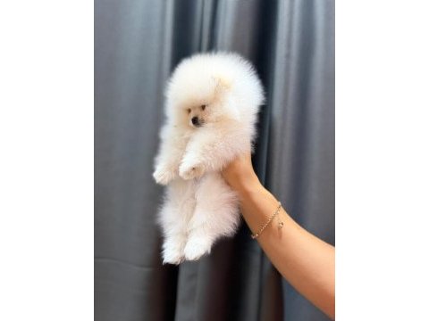 Türkiyenin en güzel pomeranian boo erkeği