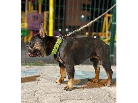 Eğitimli bluetan egzotik kompakt french bulldog erkek