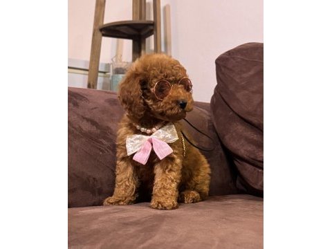 Kızıl siyah ve silver toy poodle bebeklerim