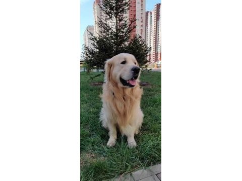 Safkan golden retriever bebekler