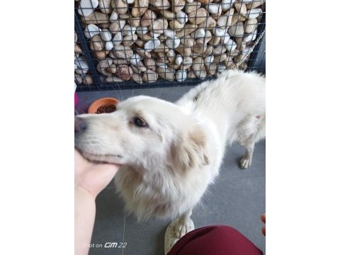 Fino erkek kısır köpeğimiz