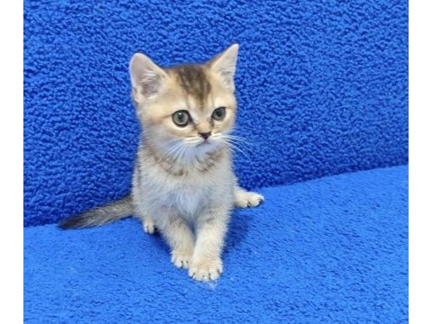 Golden bebek yavrumuz yeni yuvasını arıyor
