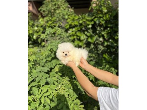 Üst kalite pomeranian boo bebekler