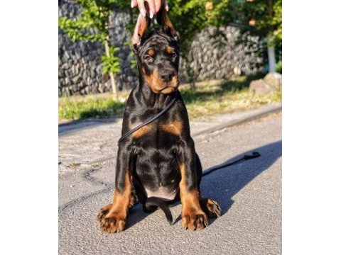 Safkan doberman yavrular