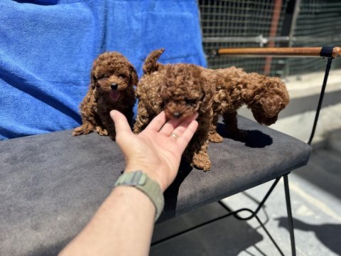 Petmode köpek çiftliğinden toy poodle yavrularımız