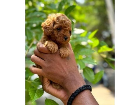 Toy poodle yavruları