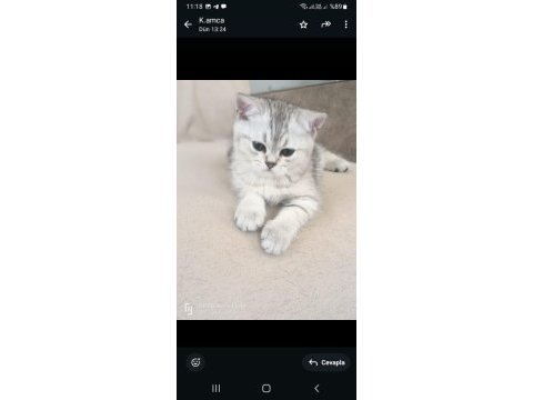 2 aylık erkek british shorthair