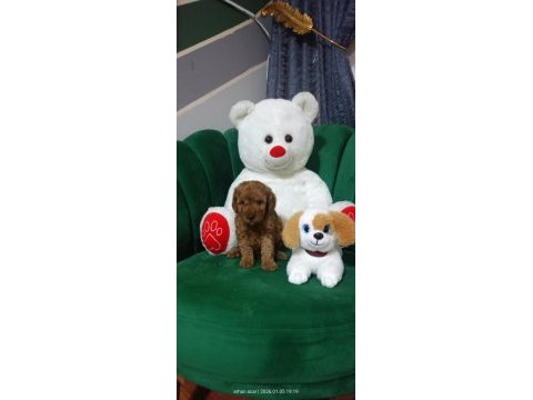 45 günlük poodle kuru mama yiyorlar