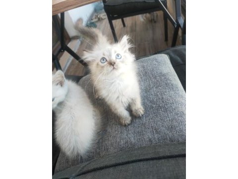 British longhair uygun puanlı