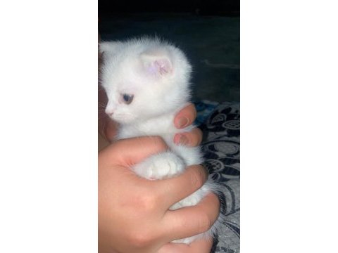 Bir buçuk aylık scottish fold
