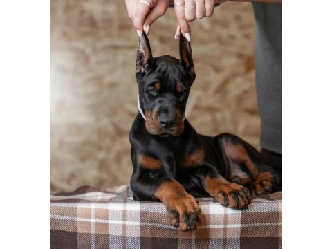 İyi kalite doberman yavrular