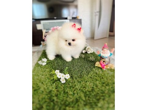 Mini boy dişi kore kan pomeranian