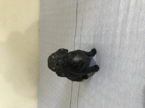 Yavru chihuahua