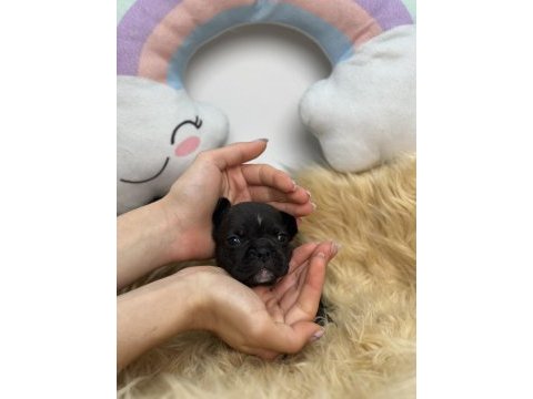 Harika anatomiye sahip french bulldog yavrularım