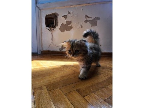 Scottish fold longhair