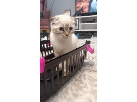 Acil yuva arıyorum scottish fold kedilerime