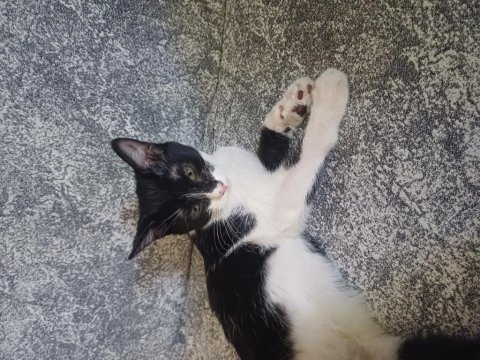 Akıllı sevecen ve oyuncu kedimiz