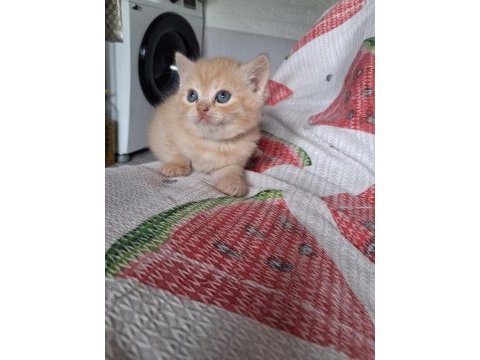 British shorthair erkeler