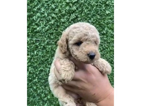 Kore kan teacup toy poodle