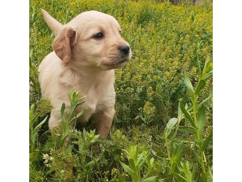 Baby face golden retriever