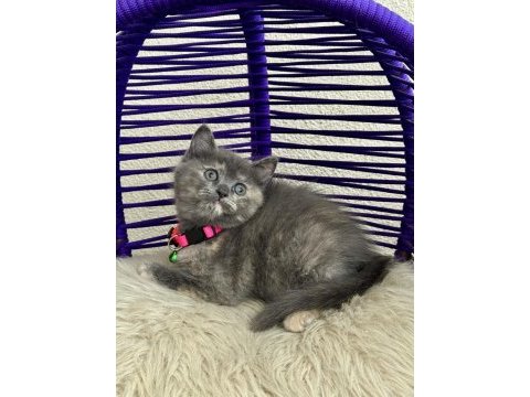 British shorthair yavrular