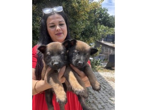 Safkan sağlık ve ırk garantili belçika kurdu yavrularım