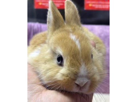 Cüce netherland dwarf tavşan yavrularımız