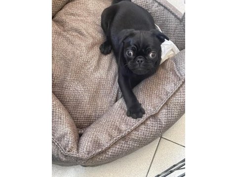 Sahibinden 3 aylık siyah erkek yavru pug
