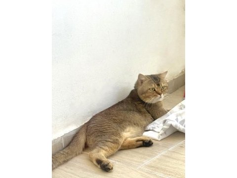 Ücretsiz sahiplendirme safkan british shorthair