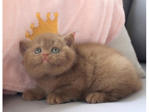 Dubai çikolatası tadında chocolate british shorthair 
