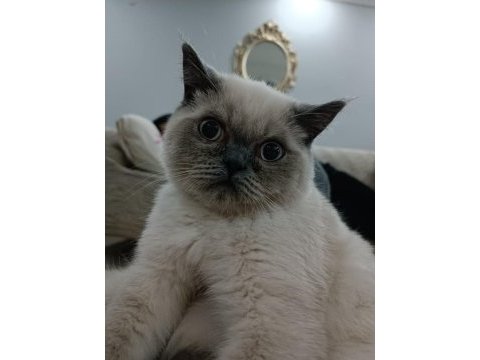 5 aylık erkek british shorthair oğlumuz yeni yuvasını arıyor
