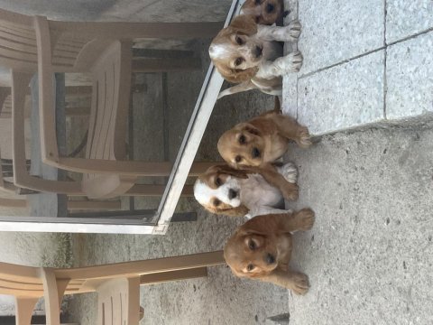Cavalier ve amerikan cocker kırması muhteşem yavrular