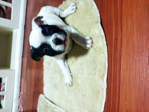 Maskeli french bulldog yavruları