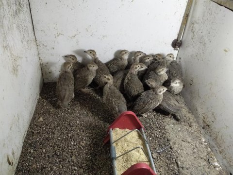 Kuluçkalık kınalı keklik yumurtası