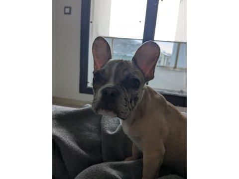Fransız bulldog köpeği yavrusu ev arıyor