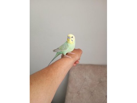 Ele alışkın konuşan erkek muhabbet kuşu