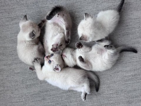 Safkan beyaz british shorthair yavrular