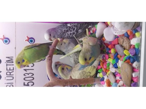 30 günlük bebek muhabbet kuşları