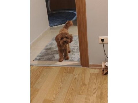 Toy poodle maltipoo kızıma yuva