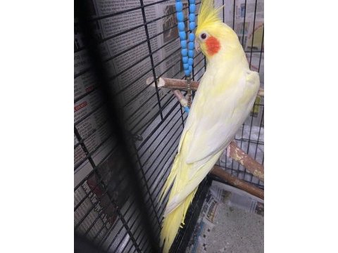 2 tek sultan papağanı lutino ve alaca pied sağlıklı