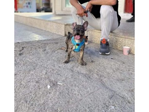 4 aylık french bulldog merle micro