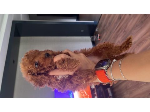 2 aylık toy poodle red erkek yavrular