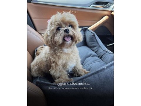A kalite maltipoo yavrular