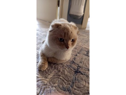 Erkek scottish fold mavişimizi sahiplendiriyoruz