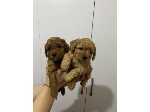 Rezerveye açık toy poodle yavru